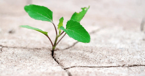 Green Shoot Coming up Through Concrete