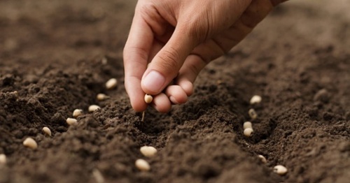 Planting Seeds, Preparing for a Transaction